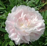 Mrs. Franklin D. Roosevelt - Pilt 3