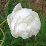 Mrs. J. V. Edlund
