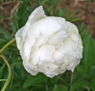 Mrs. J. V. Edlund