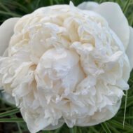 Mrs. J. V. Edlund - Pilt 3