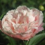 Nelda's Joy