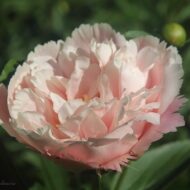 Nelda's Joy