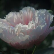 Nelda's Joy - Pilt 2