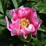 Norwegian Blush