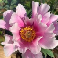 Norwegian Blush - Pilt 3