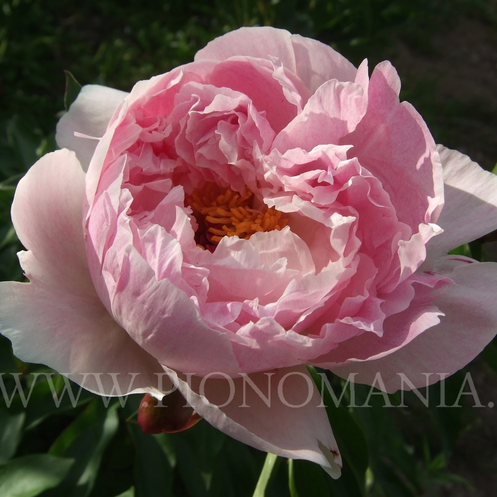 Orchid-Ann-svetlanaM7J9uNeSn3A Orchid Annie - Pilt 1