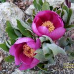 Paeonia kesrouanensis
