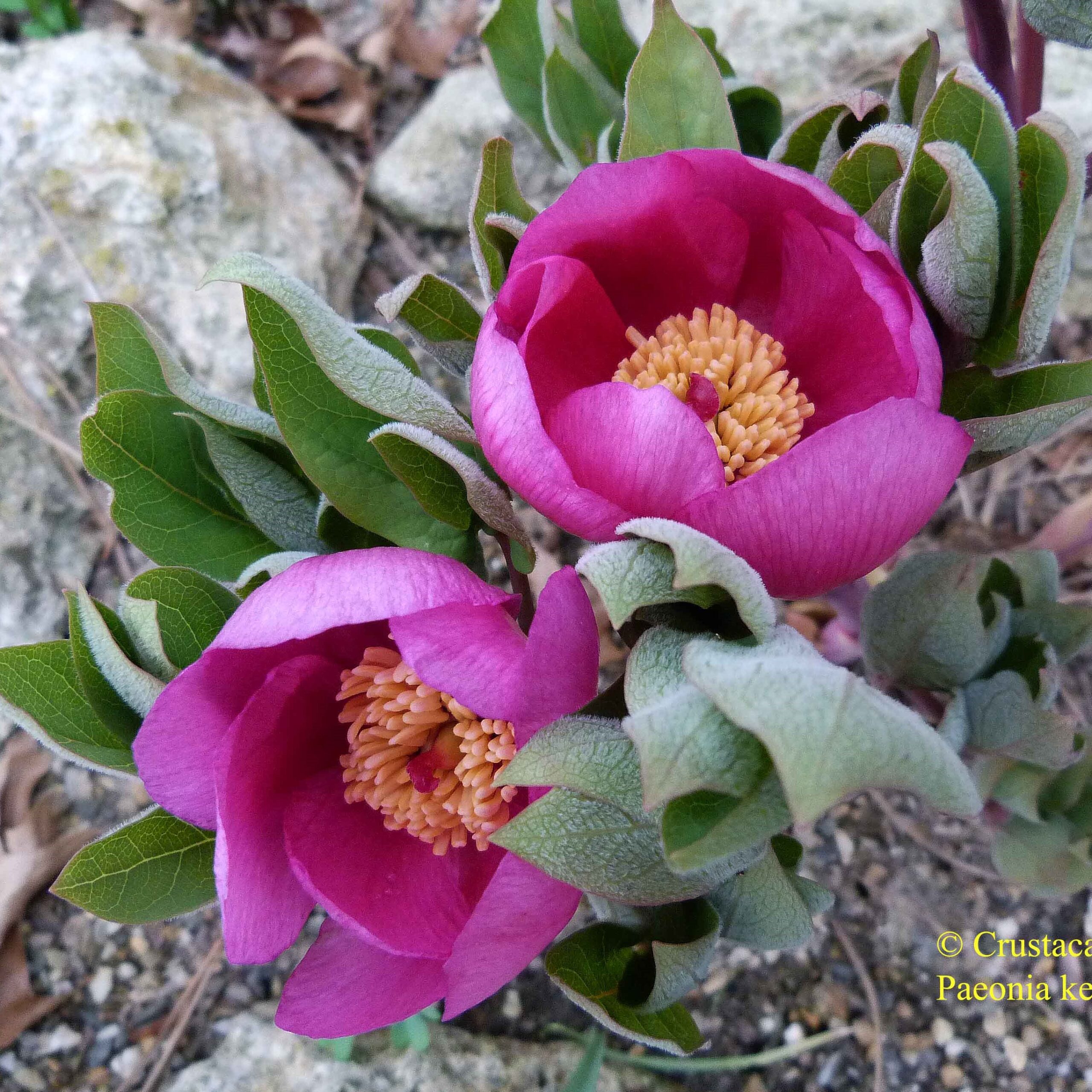 P-kesrouanensis-BS Paeonia kesrouanensis - Pilt 1