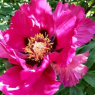 Paeonia rockii (punane seemik) - Pilt 3