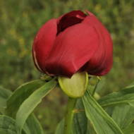Paeonia saueri - Pilt 3