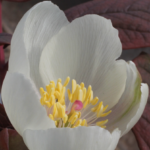 Paeonia archibaldii