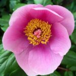 Paeonia corsica