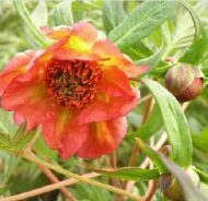 Paeonia delavayi F1