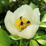 Paeonia japonica