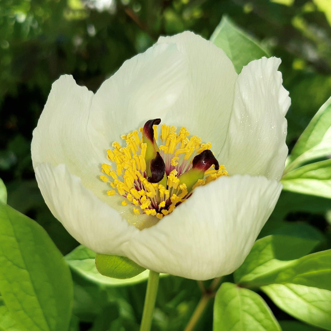 P.-japonica-IMG_4419 Paeonia japonica - Pilt 1