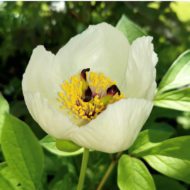 Paeonia japonica - Pilt 2