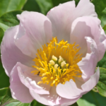 Paeonia lactiflora from Lazo 1