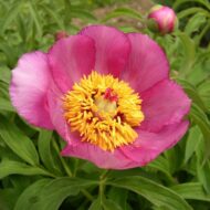 Paeonia officinalis ssp. Banatica