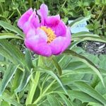 Paeonia off. ssp. banatica