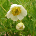 Paeonia delavayi f. potanini Alba