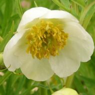 Paeonia delavayi f. potanini Alba - Pilt 2