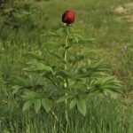 Paeonia saueri