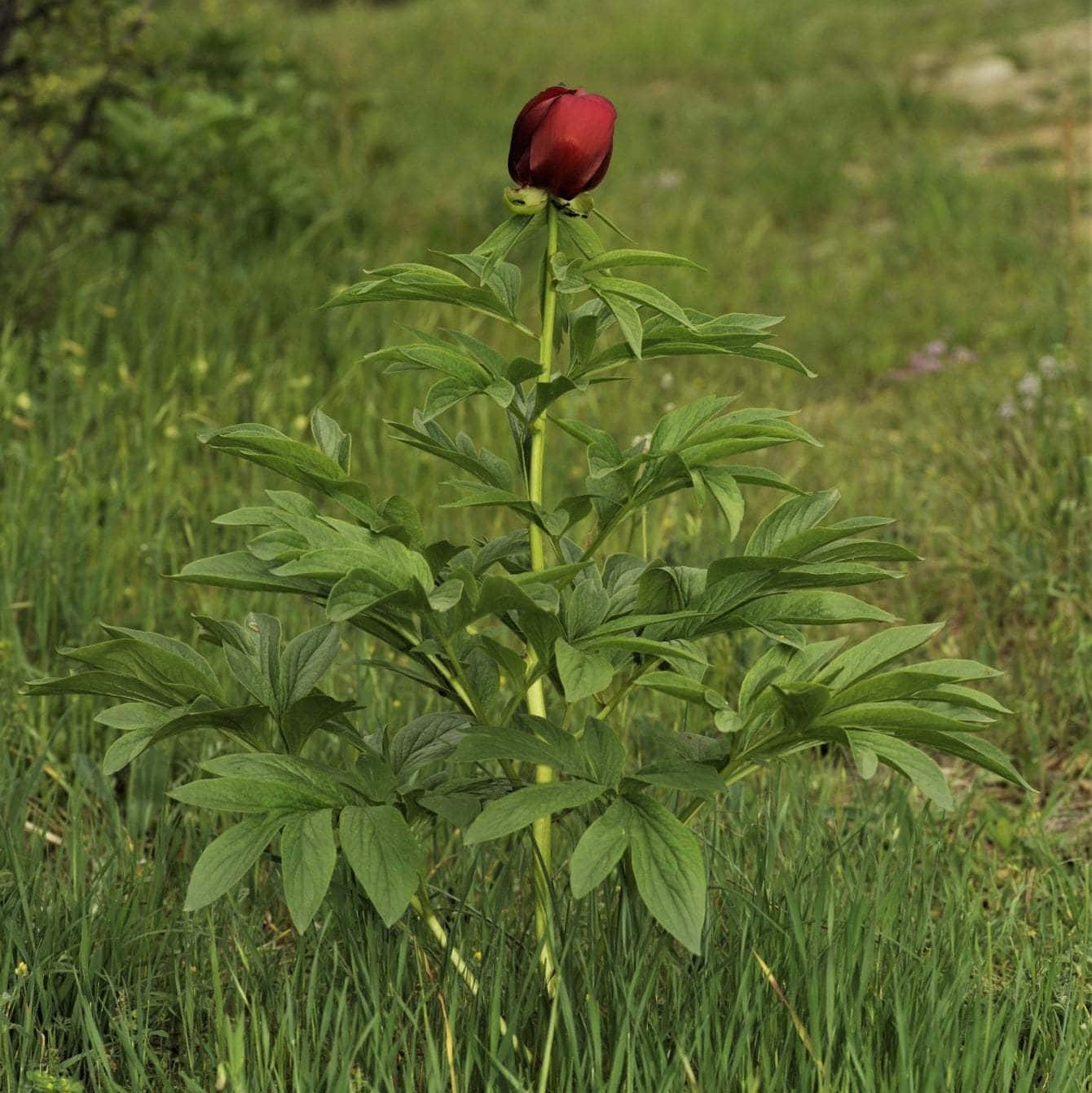 P.-saueri-1 Paeonia saueri - Pilt 1