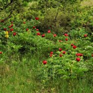 Paeonia saueri - Pilt 2