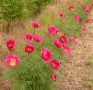 Paeonia x smouthii - Pilt 2