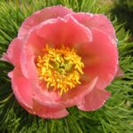 Paeonia tenuifolia f. rosea