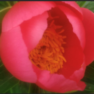 Paeonia vasilii - Pilt 2