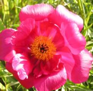 Paeonia x smouthii