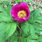 Paeonia ssp. banatica