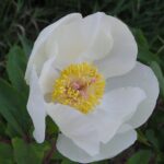Paeonia mascula ssp. hellenica