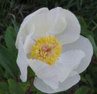 Paeonia mascula ssp. hellenica