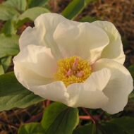 Paeonia mascula ssp. hellenica - Pilt 2