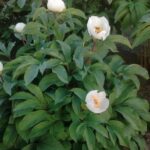Paeonia mascula f. Alba