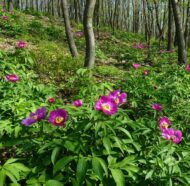 Paeonia ssp. banatica - Pilt 2
