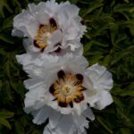 Paeonia Rockii US