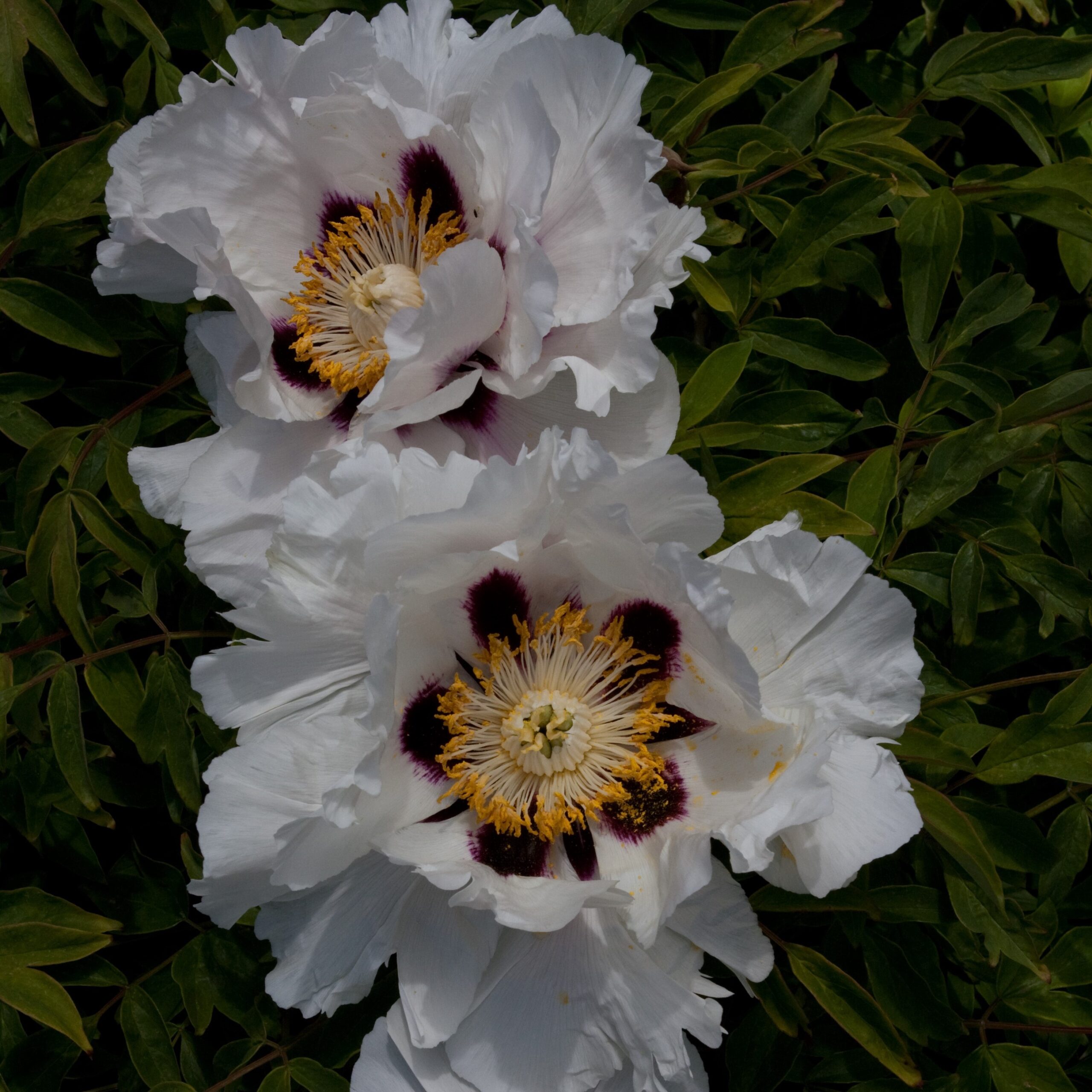 Paeonia-Rockii-US Paeonia Rockii US - Pilt 1