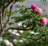 Paeonia rockii (punane seemik) - Pilt 2
