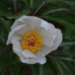 Paeonia clusii