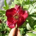 Paeonia delavayi (punane)