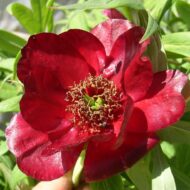 Paeonia delavayi (punane) - Pilt 2