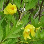 Paeonia delavayi var. lutea