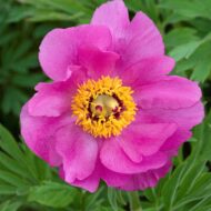 Paeonia humilis villosa