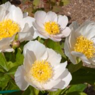 Paeonia lactiflora from Lazo 1 - Pilt 2