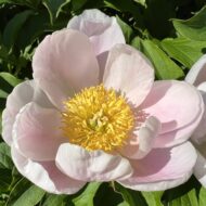 Paeonia lactiflora - Pilt 7