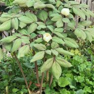 Paeonia obovata - Pilt 3