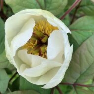 Paeonia obovata - Pilt 2